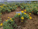 花壇2