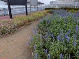 花壇3